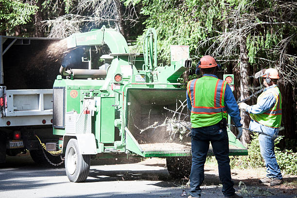 Best Utility Line Clearance  in Joanna, SC